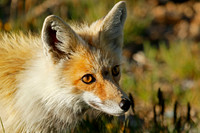 Mammals