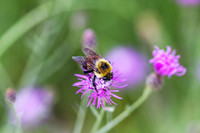 Bombus impatiens