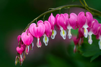 Dicentra spectabilis
