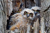 The Eyes Have It