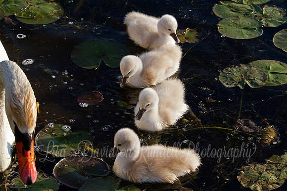 Fouraging With Mom