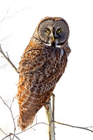 Mauston's Great Gray