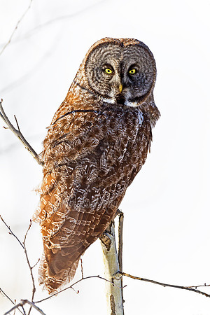 Mauston's Great Gray