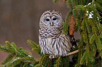 Barred Owl