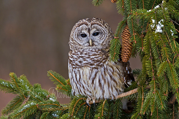 Barred Owl