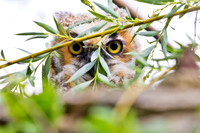 The Stare