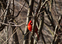 Cardinalis cardinalis