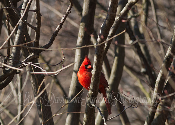 Cardinalis cardinalis