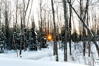 A Light in the Forest