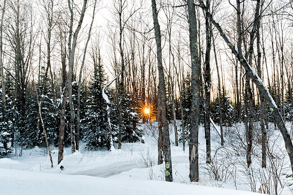 A Light in the Forest