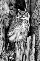 Great Horned Owl