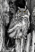 Eyes are the Window to the Soul