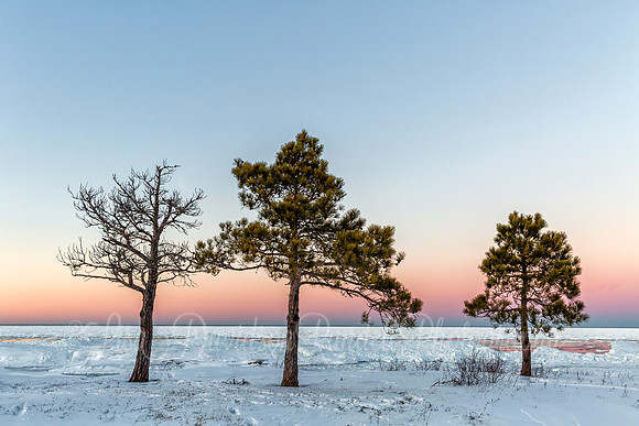 Three Shades of Evergreen