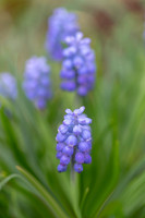 Muscari