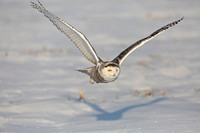 In Flight