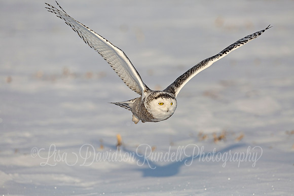 In Flight
