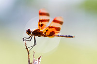 Female Halloween Pennant Dragonfly