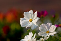 Cosmos