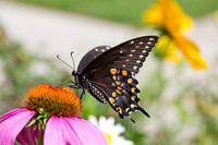 Female Eastern Black Swallowtail