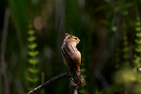 Balancing Act