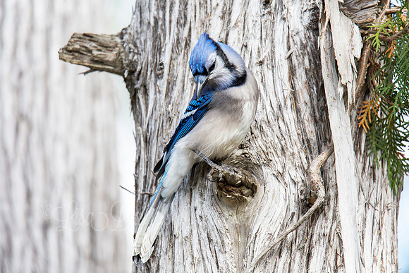 Cyanocitta cristata
