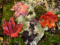 Autumn Leaves